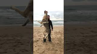 Czechoslovakian wolfdog beach jumping [upl. by Begga]