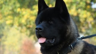 Akita Training Basics [upl. by Ayvid]