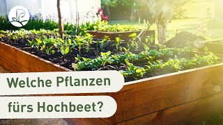 Hochbeet bepflanzen Die besten Pflanzen fürs Hochbeet Video [upl. by Eivod603]