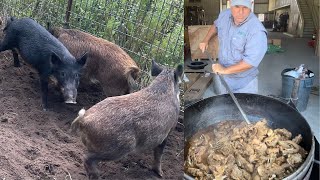 Trapping Wild Pigs In Louisiana CatchCleanCook Huge Pork Gravy For 150 People [upl. by Yadsendew]