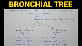 Bronchial Tree  Respiratory Pathway  Lungs Anatomy  EOMS [upl. by Phionna249]