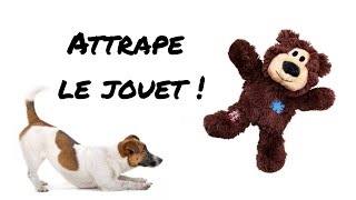 Jeu vidéo pour chien  Attrape le jouet  Avec bruits pour attirer votre chien [upl. by Friedrich]