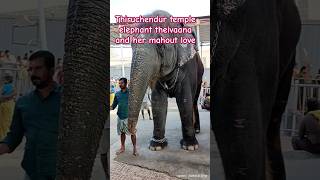 thiruchendur temple elephant deivanai mahout love asianelephantprojects kumki [upl. by Elimay]