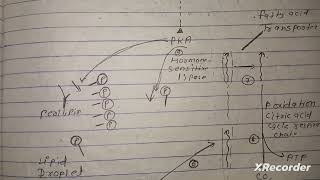 Functional importance of Lipid Storage And Membrane Lipids  full notes in hindi msc [upl. by Darrell]