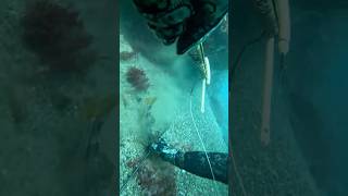 16112024 fishing spearfish underwater spearfishing fish pesca underwaterlife [upl. by Akemad]