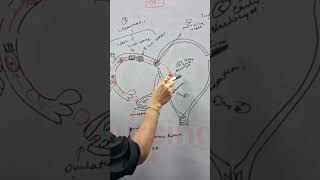 Fertilization Zygote Cell Morula Blastocyst Implantation nursingstudents NORCET AIIMSREENASHARMA [upl. by Meerak]