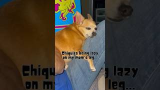 Chiquita being lazy chihuahua pets dailydose [upl. by Colver610]