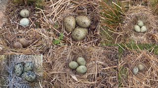 birdnesting lots of nests and eggs [upl. by Jule466]