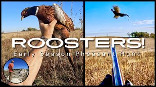 AWESOME Pheasant Hunt Early Season Roosters [upl. by Ilat]