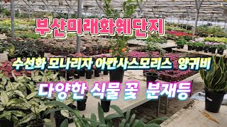 대형화훼단지식물쇼핑 착한가격 봄꽃정원가꾸기다양한식물들 부산미래화훼단지부산미래화훼단지식물베란다가꾸기봄의정원수선화히야신스스코브레니아라푼젤다육 [upl. by Eylk]