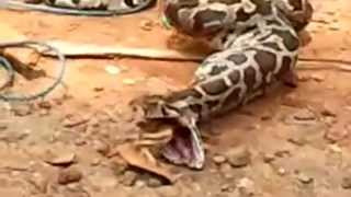 Python Snake Eats and Spits out Chicken Video [upl. by Enomyar952]