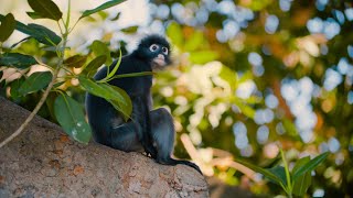 Adelaide Zoo [upl. by Gabriello]