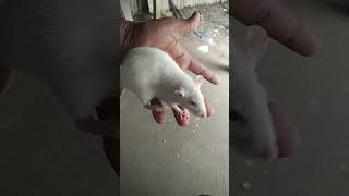 so nice rat best video  পুষা ইদুর  shorts ratsagriculture  commedyfunny [upl. by Farmer]