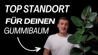 Der perfekte Standort für deinen Gummibaum Tipps für optimales Wachstum [upl. by Nnylirehs]