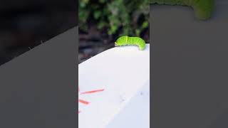 Eastern Tiger Swallowtail Caterpillar nature caterpillar insects insect butterfly shorts [upl. by Seuqirdor720]