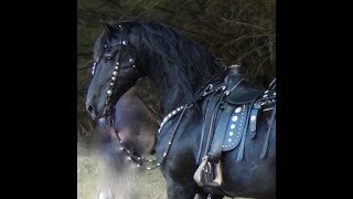 FRIESIAN HORSE  A Documentary about the Amazing Friesian Horse [upl. by Eelimaj]