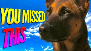 Everyone missed these details about Dogmeat Fallout TV Show Lore [upl. by Ronica]