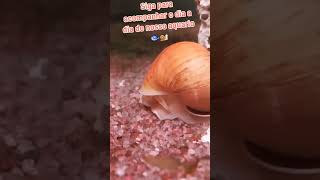 Ampularia passeando aquarionatural peixesdeaquario caracol viralvideo [upl. by Isyed319]