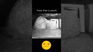 Two For Lunch [upl. by Mallory]