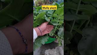 Mully plant kitchingarden backyardgardening kichengarden gardening garden agriculture [upl. by Trovillion]