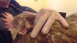 Chicken purring like a kitten [upl. by Amberly]