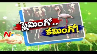 AP Government to Organize Flamingo Birds Festival In Nellore District  Special Focus [upl. by Yetak]