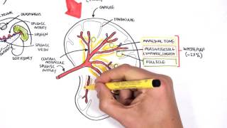 Spleen Anatomy and Physiology [upl. by Wurst816]