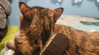 Purrfectly Pampered Watch This Cats Blissful Brushing Session [upl. by Tyoh]