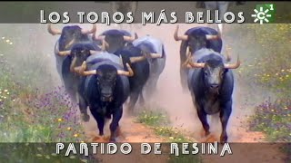 Toros de Partido de Resina entrenamiento previo a Madrid y Nimes  Toros desde Andalucía [upl. by Lorry710]