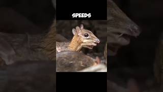 The Java Mousedeer  The Smallest Living Ungulate In The World 🥰 [upl. by Yetsirhc]