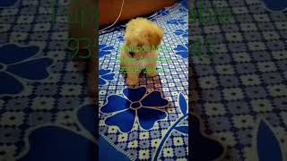 Maltipoo Male Puppy Sale BestDogsDealsIndia [upl. by Phaedra377]