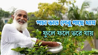 পচা ভাত লেবু গাছে খায় ফুলে ফলে ভরে যায়  Lemon tree in roof garden  ছাদ কৃষি  Garden [upl. by Imarej]