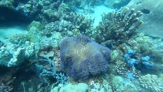 Sea Anemone Paradise Diving in Mabini Philippines [upl. by Dunham]