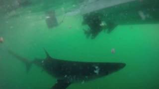 Reel Deal Shark Fishing Charter Cape Cod [upl. by Dnalevelc818]