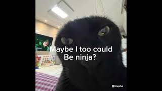 Maybe I too could be ninja 🤨 meme funny cats [upl. by Kcin]