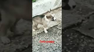 Cute puppy howling  baby dog४५kviralshorts [upl. by Ennaeirb]