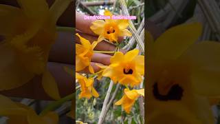 Dendrobium fimbriatum music story drama cover plants [upl. by Obeded]