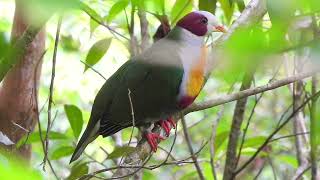 Yellowbreasted Fruit Dove [upl. by Aerahs]