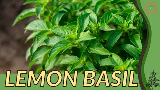 LEMON BASIL How to Grow in 1 Minute History Growing Nutrition Companion Planting [upl. by Abrahan]