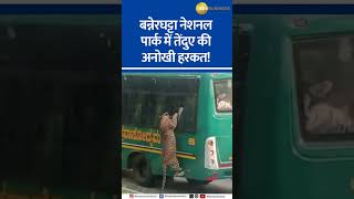 Leopard on the Loose Tourist Bus Drama in Bengaluru Safari [upl. by Namyh866]