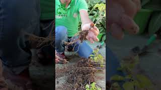 نتائج زراعة الجهنمية من العُقل Growing Bougainvillea from Cuttings الجهنمية bougainvillea [upl. by Nilerual]