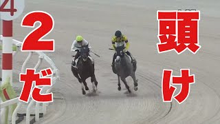 【珍事】まさかの2頭立てレース！！大井3R 2歳新馬2024 104 大井競馬場 優勝馬カミュ号 [upl. by Lemert]