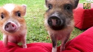 Cute micro pigs JUMPWORKOUT  HAM amp BACON MINI PIGS [upl. by Rheinlander152]