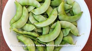 Growing Hyacinth chikkudu beans organically [upl. by Agostino]