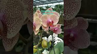 Phalaenopsis amabilisAnggrek bulan KembangKenangan [upl. by Ecinerev]