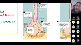 Síntesis de los neurotransmisores [upl. by Aerdnaid]