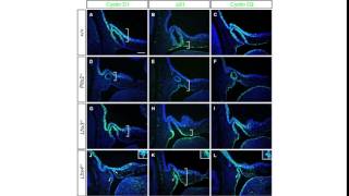 Lhx4 deficiency increases p21 expression [upl. by Danielson461]