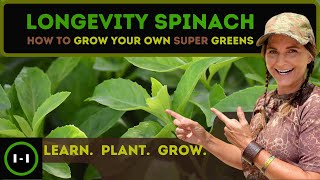 Longevity Spinach  Grow Super Food nstead of Grass [upl. by Ellenaej]