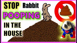 How do I stop my rabbit pooping everywhere  Rabbit Litter Training [upl. by Grenier949]