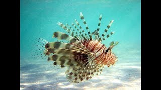 Facts The Lionfish [upl. by Alis]